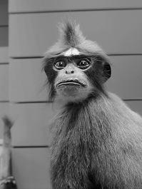 nhm londen 4-2018 5256